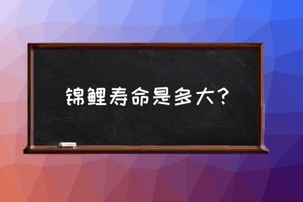 风水锦鲤的寿命有多长 锦鲤寿命是多大？