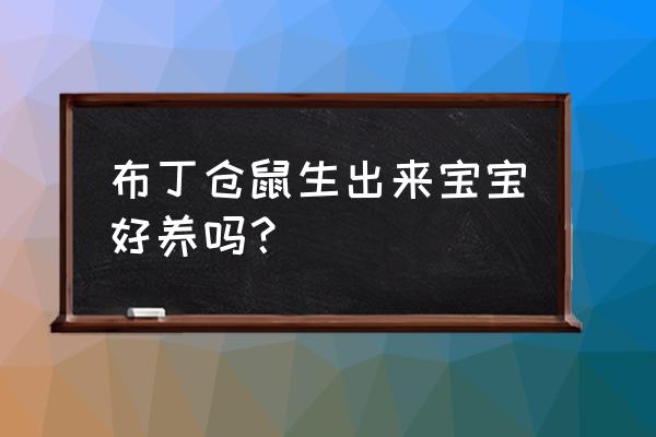 刚出生着仓鼠宝宝好养吗 布丁仓鼠生出来宝宝好养吗？