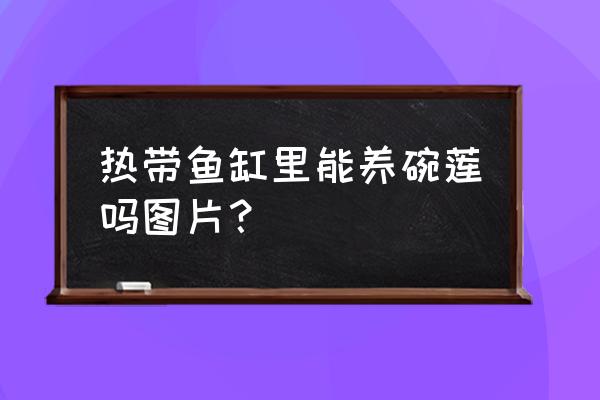 种碗莲对鱼有影响吗 热带鱼缸里能养碗莲吗图片？