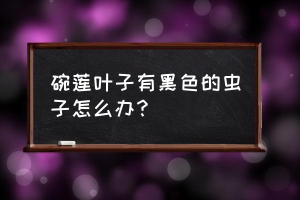 种碗莲如何预防虫子 碗莲叶子有黑色的虫子怎么办？