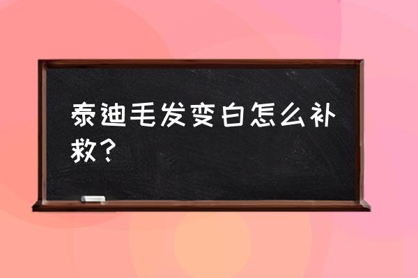 泰迪狗身体里长白毛吃什么好 泰迪毛发变白怎么补救？