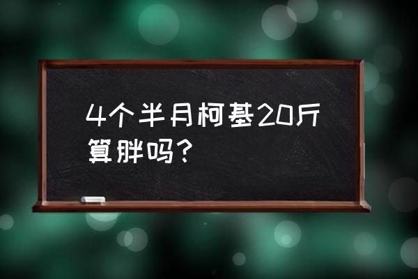 四个月左右的柯基大概多重 4个半月柯基20斤算胖吗？