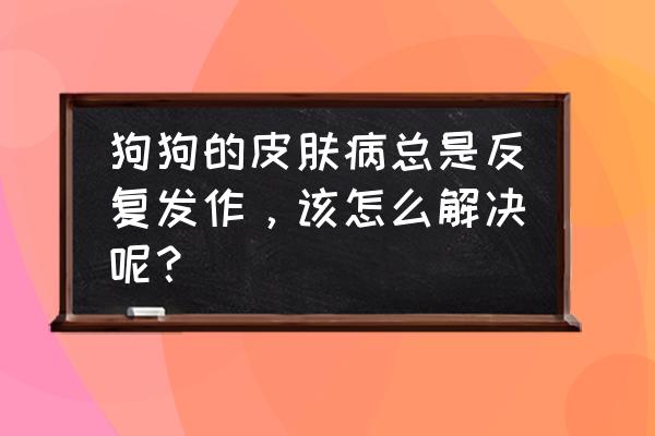 狗狗一直反复皮肤病吃什么 狗狗的皮肤病总是反复发作，该怎么解决呢？