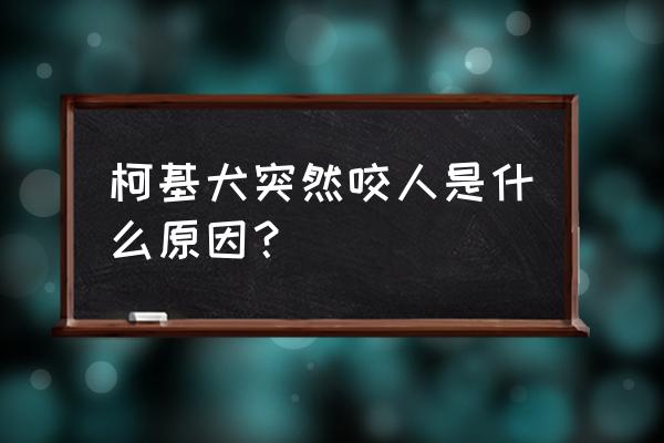 柯基犬怎样不训练就不乱咬人 柯基犬突然咬人是什么原因？