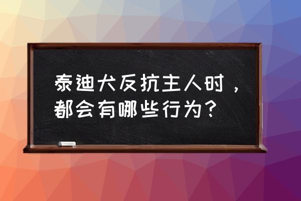 狗狗低吼咬主人怎么纠正训练 泰迪犬反抗主人时，都会有哪些行为？