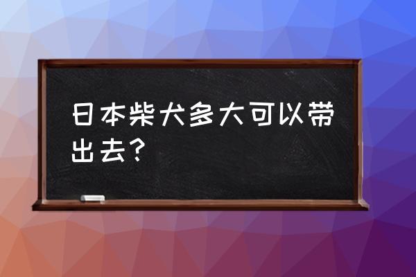 柴犬英短豆豆同居 日本柴犬多大可以带出去？