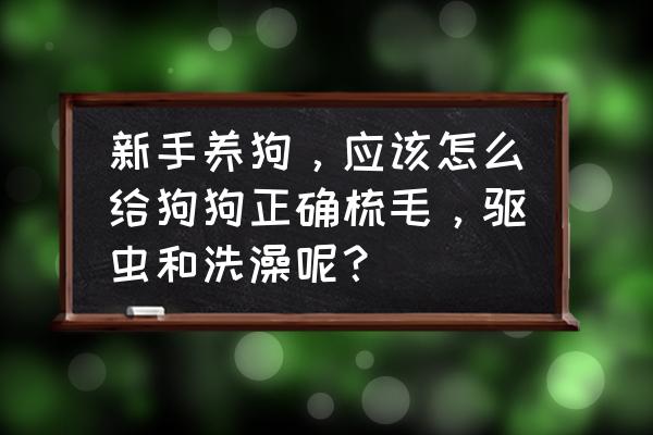 哈士奇训练小窍门 新手养狗，应该怎么给狗狗正确梳毛，驱虫和洗澡呢？