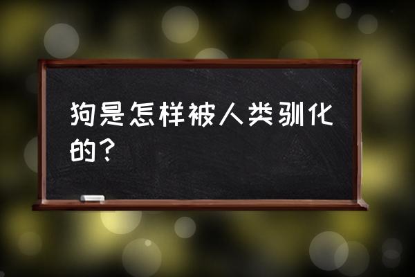 养宠物的起源 狗是怎样被人类驯化的？