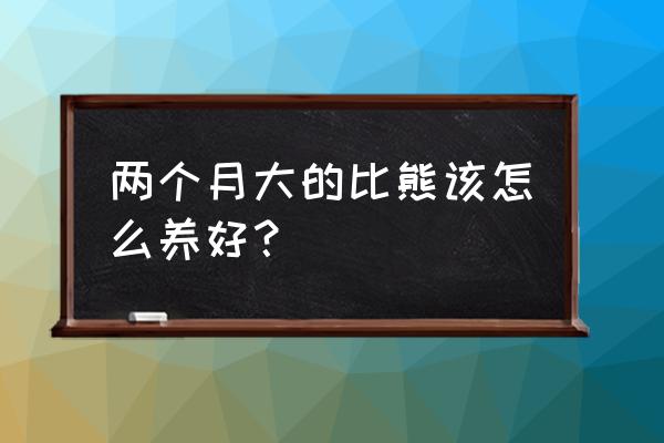 养两个月的狗狗要注意什么 两个月大的比熊该怎么养好？