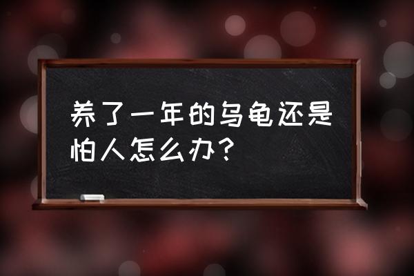 怎么训练小乌龟不怕人 养了一年的乌龟还是怕人怎么办？