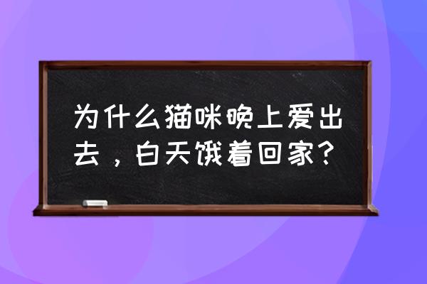 怎么能让猫咪白天不睡觉 为什么猫咪晚上爱出去，白天饿着回家？