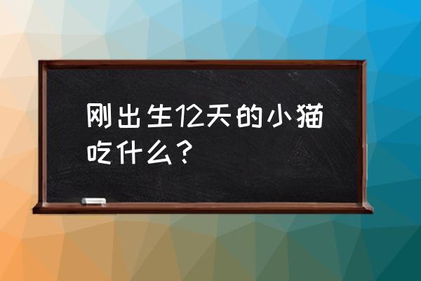 美食猫吃香肠 刚出生12天的小猫吃什么？