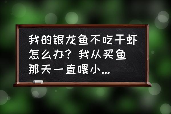 银龙鱼吃泥鳅要怎么处理好 我的银龙鱼不吃干虾怎么办? 我从买鱼那天一直喂小泥鳅，但现在要喂干虾它不吃了？