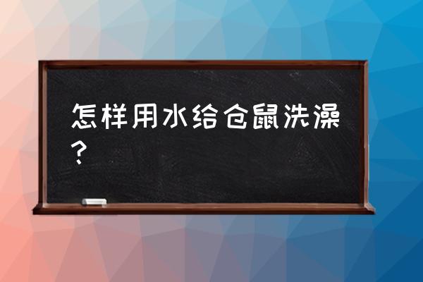 仓鼠用水洗澡过程 怎样用水给仓鼠洗澡？