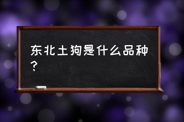 东北巨型土狗多少钱 东北土狗是什么品种？