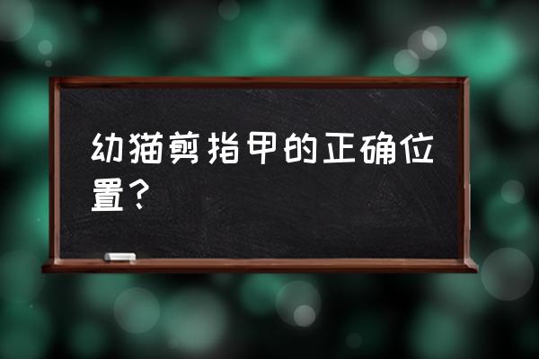 给小猫咪剪指甲正确方法 幼猫剪指甲的正确位置？