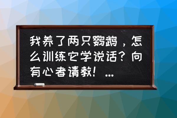 怎么训练鹦鹉学舌最快 我养了两只鹦鹉，怎么训练它学说话？向有心者请教！谢谢了？