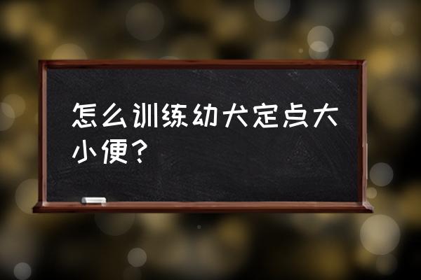 教狗狗定点上厕所教程 怎么训练幼犬定点大小便？