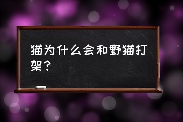 猫打架的特征 猫为什么会和野猫打架？