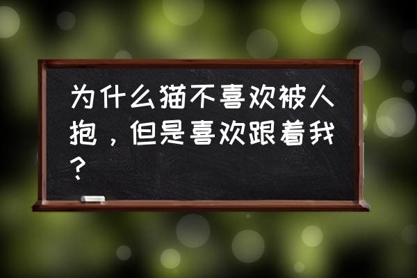 cos演员杨大侠生平 为什么猫不喜欢被人抱，但是喜欢跟着我？