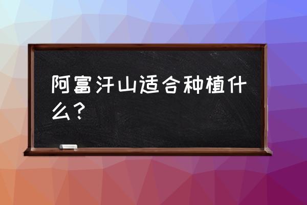 阿富汗猎犬什么颜色好 阿富汗山适合种植什么？