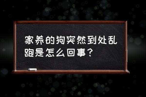 如何训练狗不乱跑 家养的狗突然到处乱跑是怎么回事？