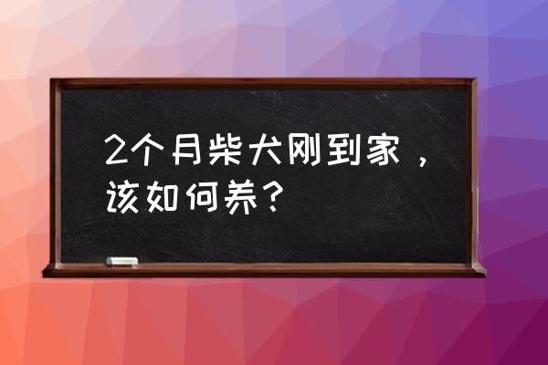 狗狗搬新家注意什么 2个月柴犬刚到家，该如何养？