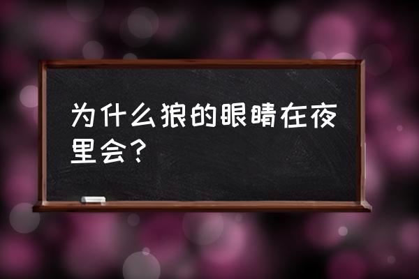 什么动物眼睛夜里发光 为什么狼的眼睛在夜里会？