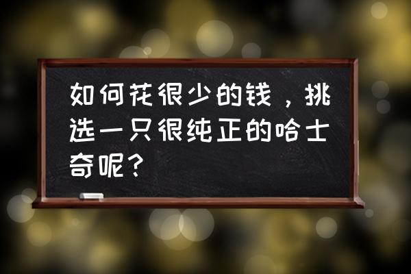 如何买到纯正的哈士奇 如何花很少的钱，挑选一只很纯正的哈士奇呢？