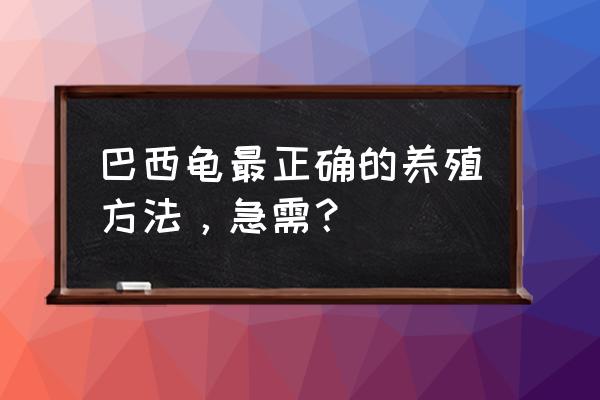 怎样喂巴西龟最好 巴西龟最正确的养殖方法，急需？