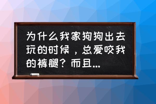 为什么狗狗特别爱出门玩 为什么我家狗狗出去玩的时候，总爱咬我的裤腿？而且发出哼的声音（有点像生气的时候那个样）谢谢大家帮助？