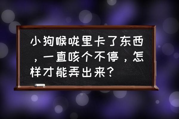 小狗咳嗽厉害怎么缓解 小狗喉咙里卡了东西，一直咳个不停，怎样才能弄出来？