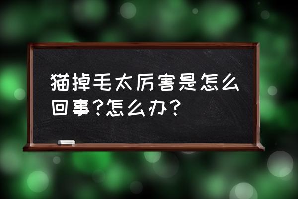 猫咪掉毛严重是什么原因怎么解决 猫掉毛太厉害是怎么回事?怎么办？