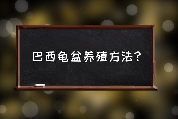 巴西龟生活的地方是什么环境 巴西龟盆养殖方法？