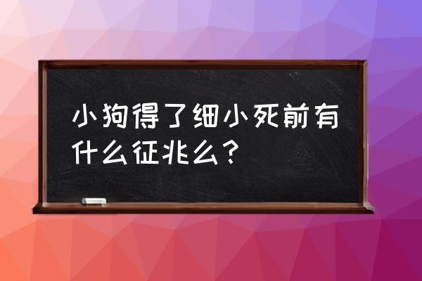 细小晚期死前症状 小狗得了细小死前有什么征兆么？