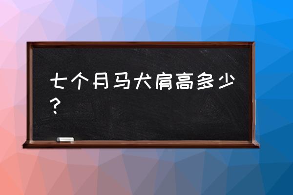 比利时犬几个月开始训练好 七个月马犬肩高多少？