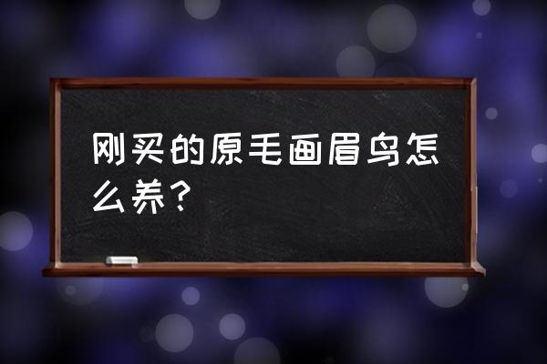 原毛画眉鸟要养多久才不怕人 刚买的原毛画眉鸟怎么养？